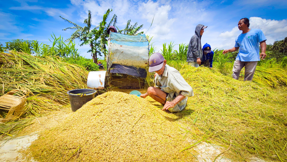 Petani padi di Sumut - Ilustrasi.