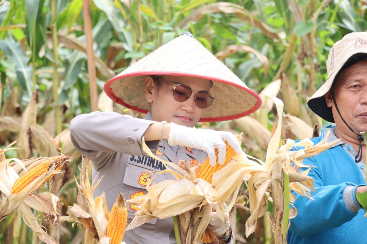 Kapolres Pematangsiantar AKBP Sah Udur Togi Marito Sitinjak panen jagung.