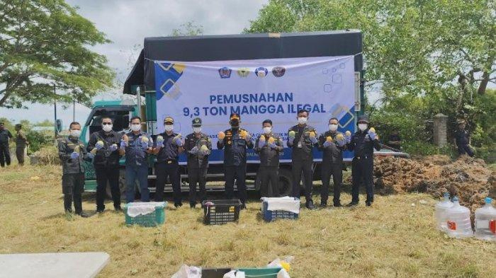 Pemusnahan barang bukti manga asal Thailand oleh Balai Karantina Tanjungbalai Asahan.