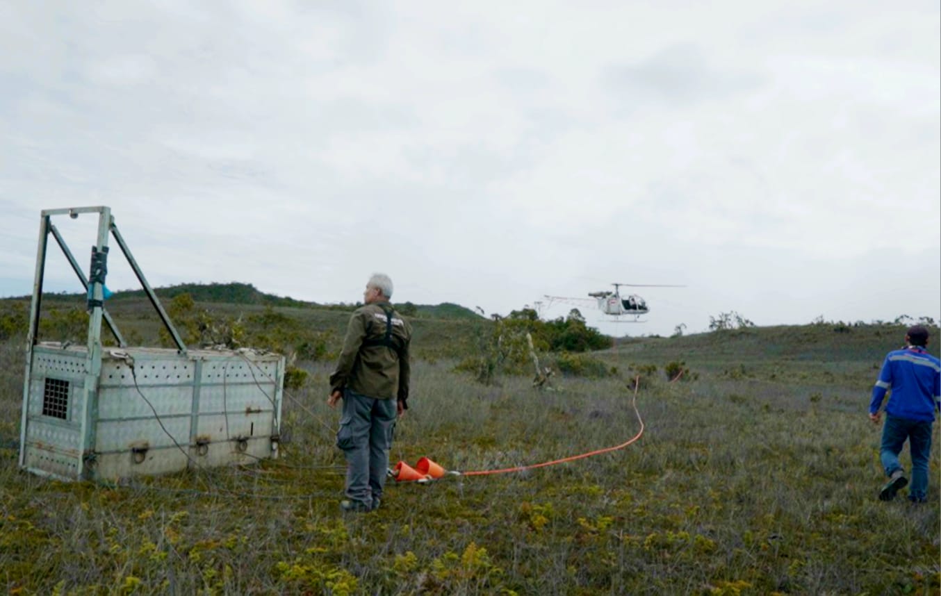 Proses pelepasliaran Harimau Sumatra yang baru diturunkan dari Helikopter milik PTAR, Rabu (21/5/2025) di TNGL, Provinsi NAD. (Ist)