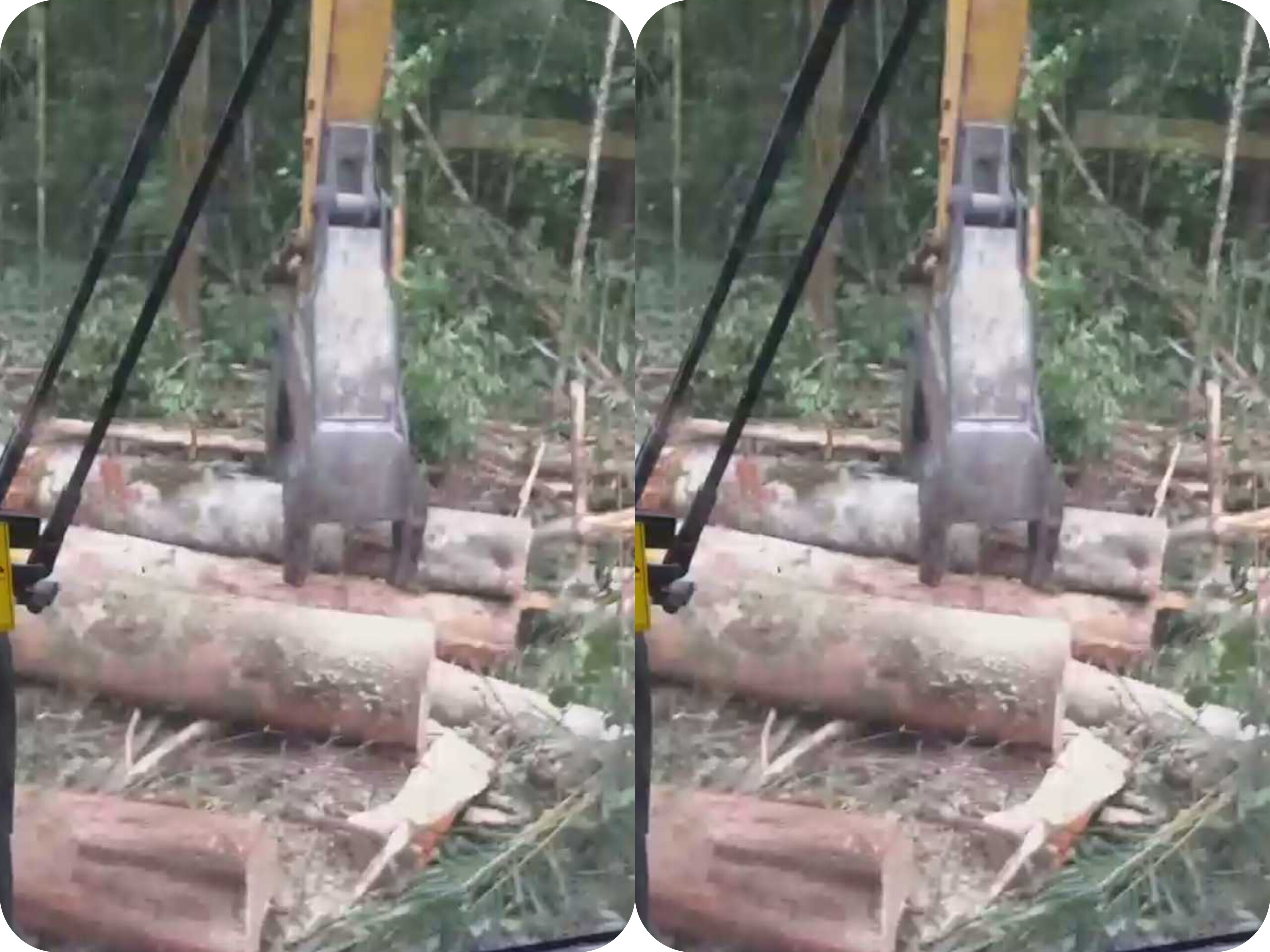 Illegal logging marah di Parlilitan, Kabupaten Humbahas.
