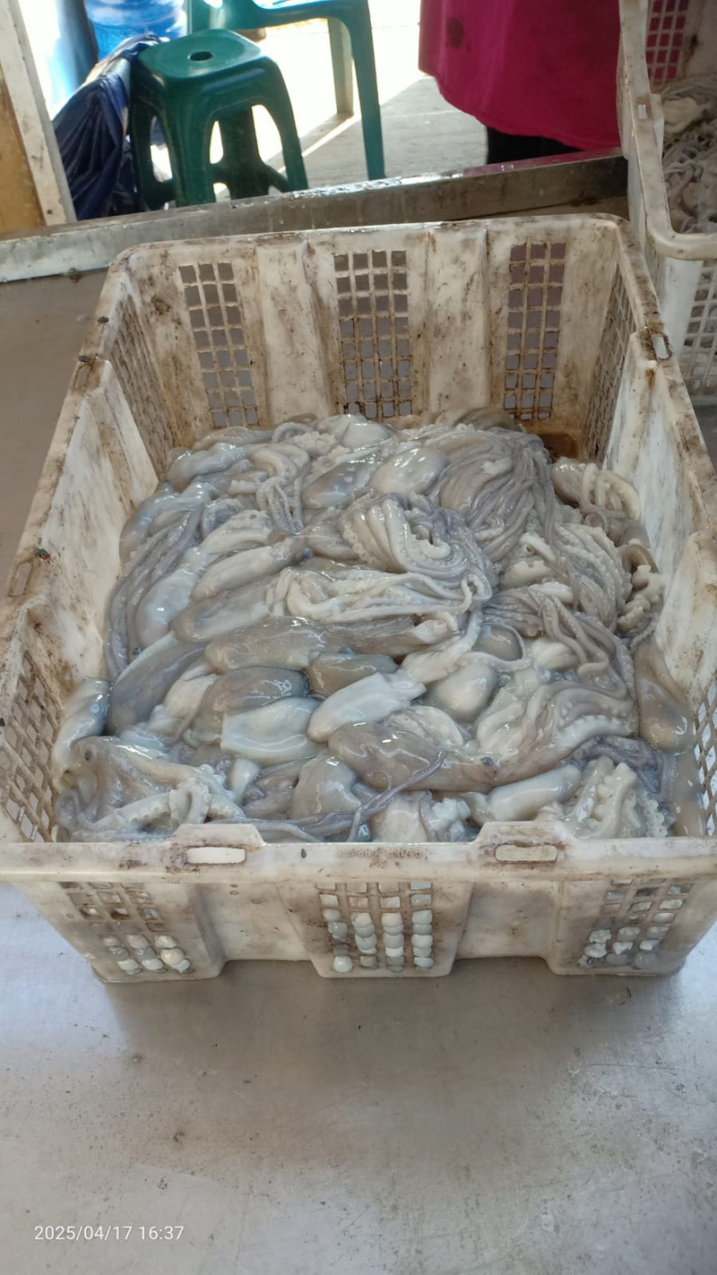 Gurita.