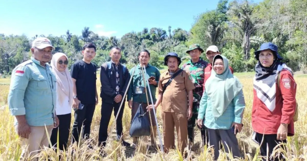 Petani Kecamatan Sipirok panen Padi Varietas Mikongga.