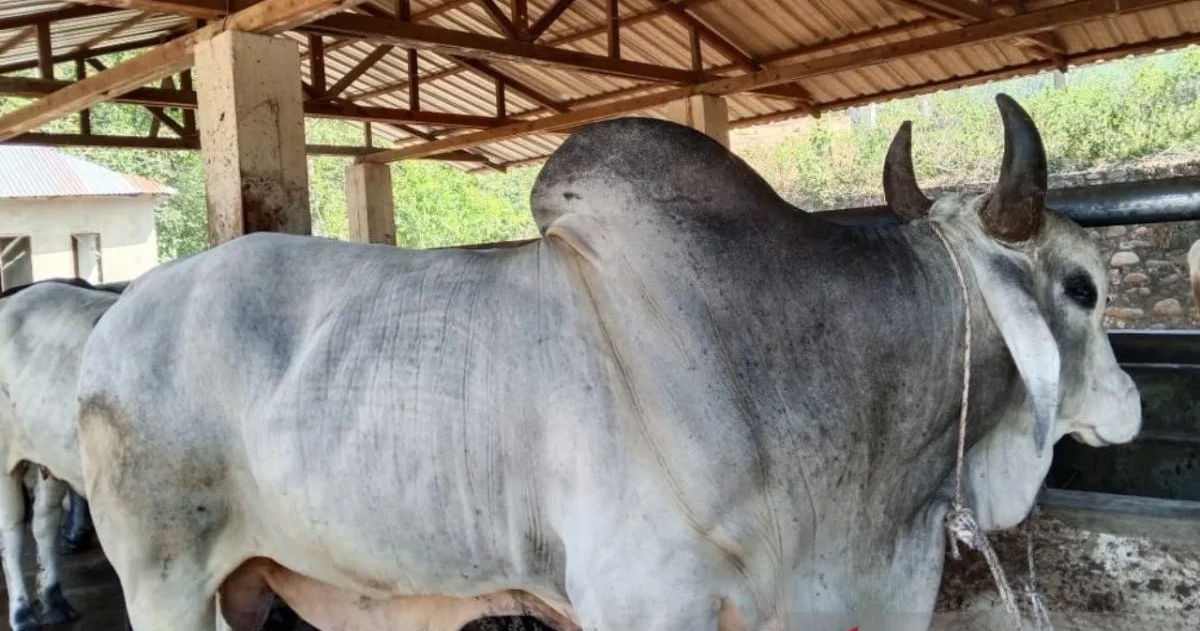residen RI Prabowo Subianto memberikan 1 ekor kurban jenis sapi brahmana untuk Hari Raya Idul Adha 1446 Hijriah di Kota Padangsidimpuan.