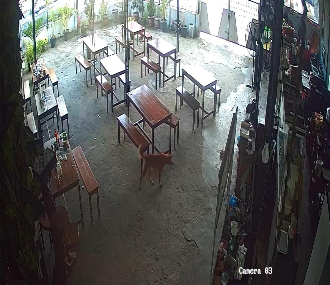 Anjing peliharaan berkeliaran di salahsatu warung kopi milik warga Kelurahan Cendana.