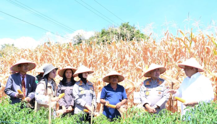 Kapolda Sumatera Utara bersama Bupati Samosir panen jagung dalam program ketahanan pangan nasional.