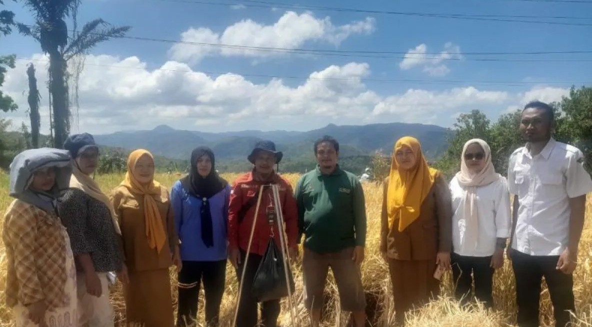 BPP Simagomago bersama Babinsa dan mitra BPS panen padi varietas lokal Silatihan di Desa Situmba Julu, Kecamatan Sipirok.