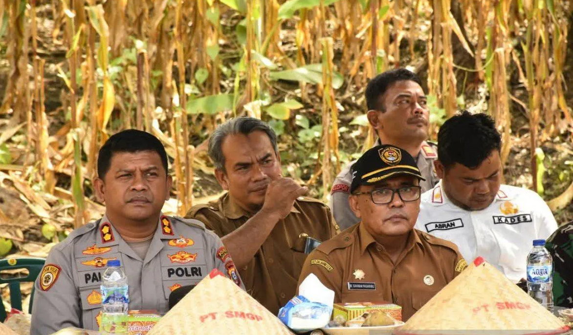 Panen raya jagung kolaborasi Polres Madina dan PT SMGP di Desa Purba Baru.