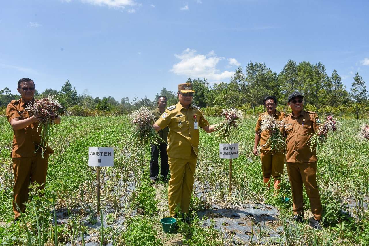 Bupati Humbahas panen bawang merah di Paranginan.