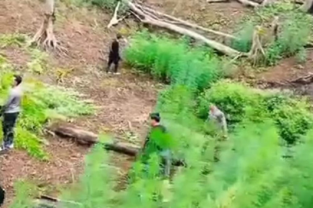 Ladang ganja yang terekam drone di kawasan pegunungan Tor Shite.