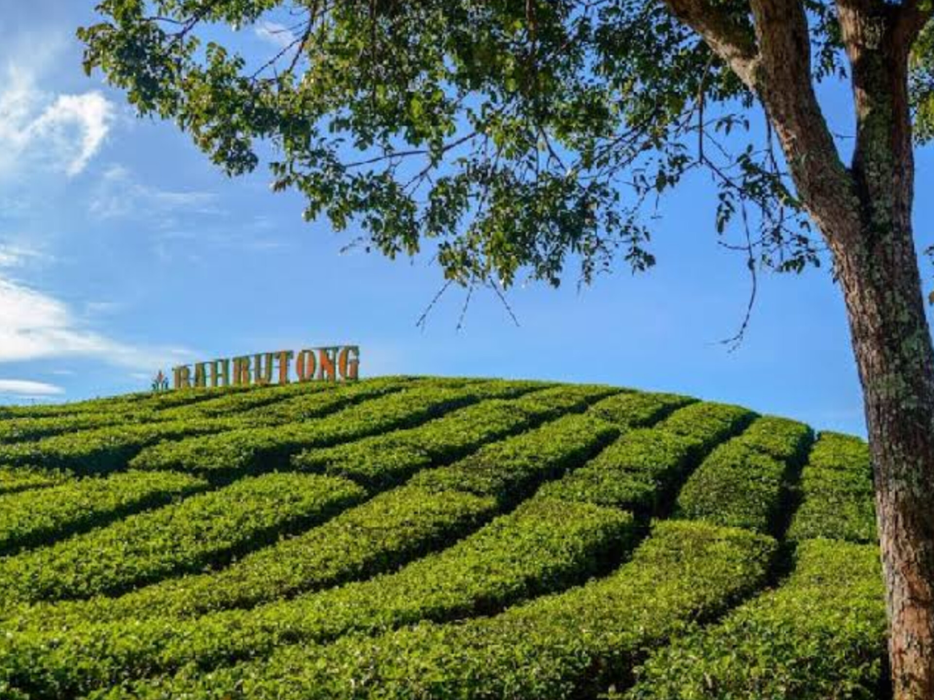 Kebun teh Sidamanik - Ilustrasi.