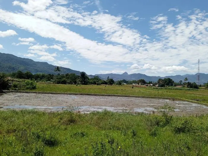 Sawah di Kecamatan Porsea mulai dibentuk untuk kolam ikan mas.