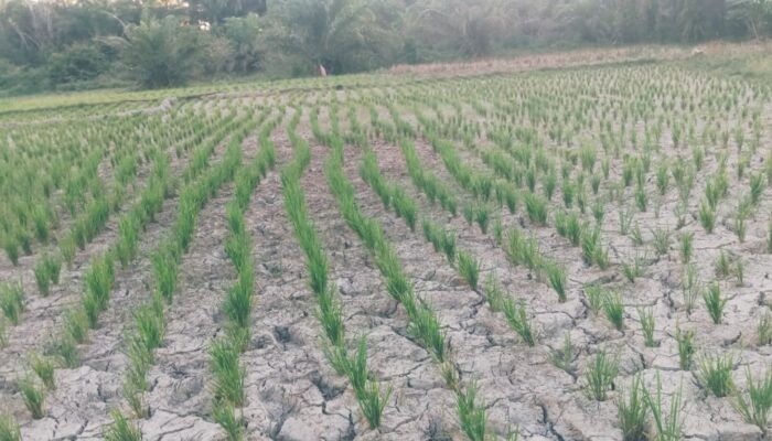 Lahan persawahan mengalami kekeringan di Padang Lawas.