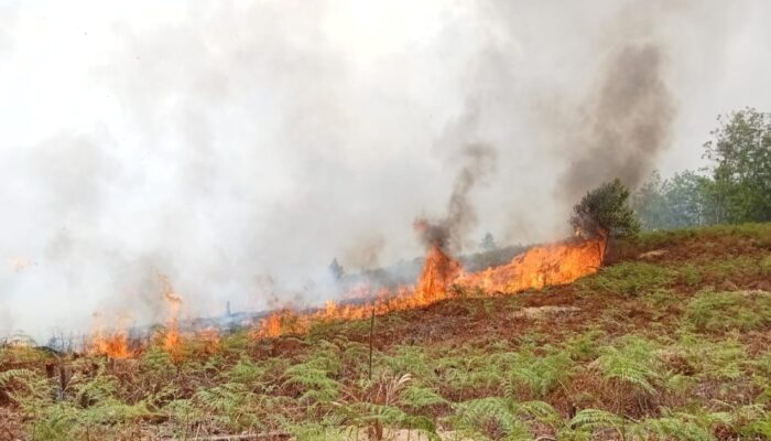 Kebakaran kawasan hutan dan lahan saat cuaca ekstrem.