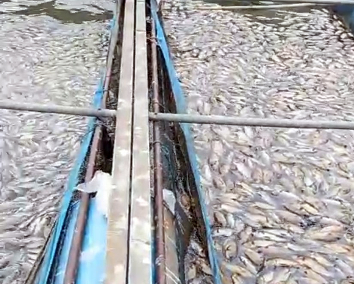 Ikan-ikan bermatian di keramba di perairan Danau Toba.