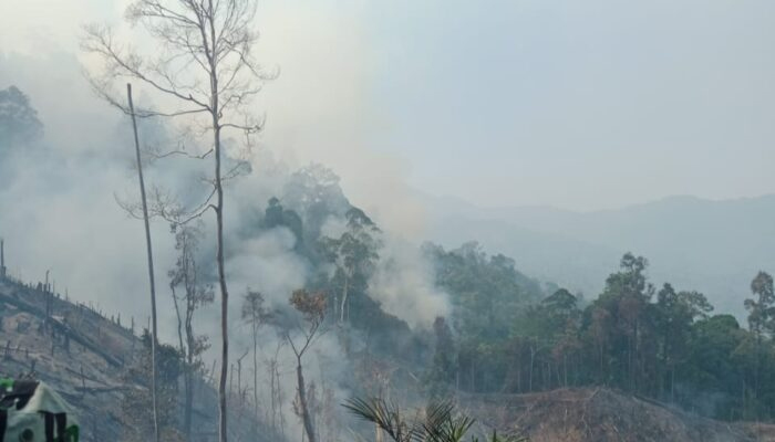 Pelaku pembakaran lahan dan hutan yang melanggar aturan akan diproses.