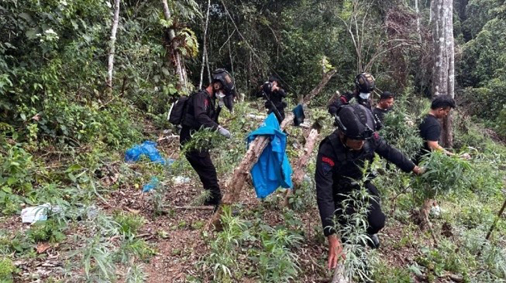 Pemusnahan ladang ganja dua hektare di Panyabungan Timur, Madina.