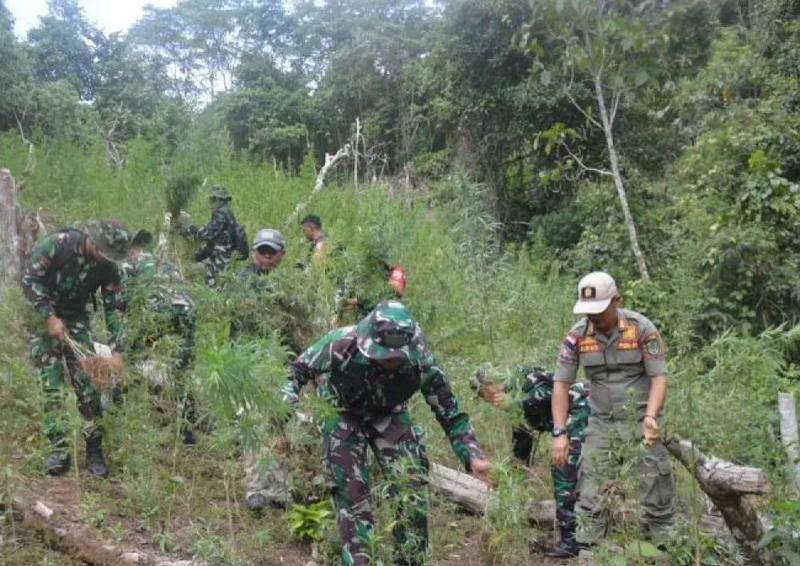 Pemusnahan ladang ganja 3 hektare di kawasan perbukitan Tor Sihite, Desa Rao Rao Dolok, Kecamatan Tambangan, Kabupaten Mandailing Natal.
