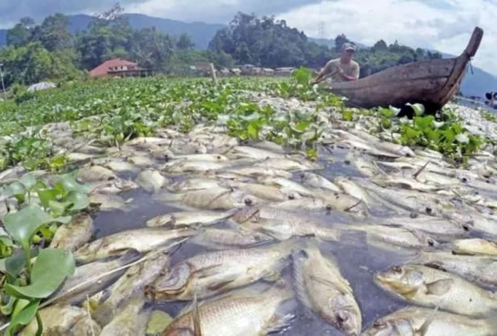 Ratusan ton ikan KJA dilaporkan mati di Danau Toba. Kerugian ditaksir mencapai ratusan juta rupiah.
