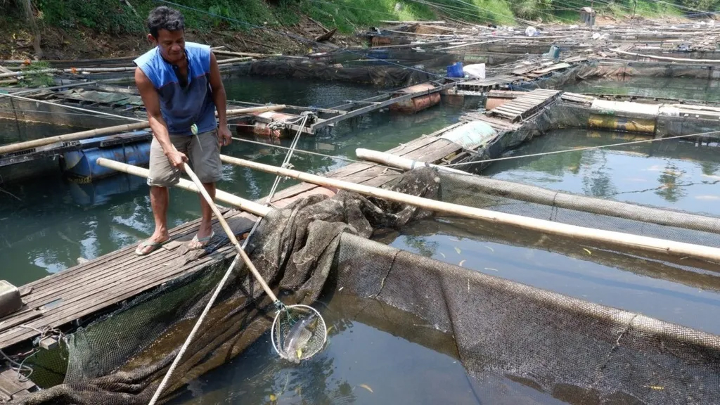 Keramba Jaring Apung di Danau Toba.