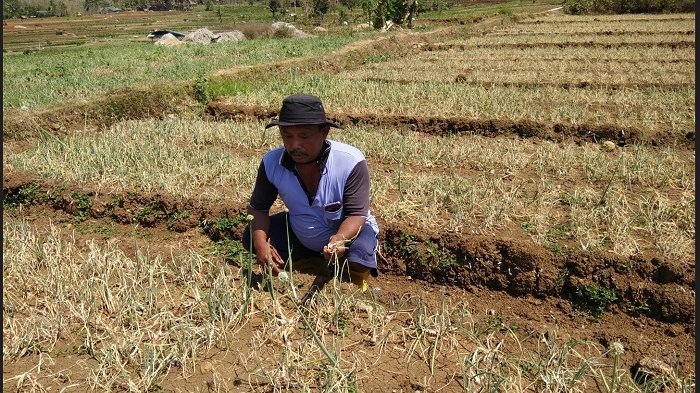 Petani bawang dan jagung di Samosir mengalami gagal panen akibat kemarau panjang.