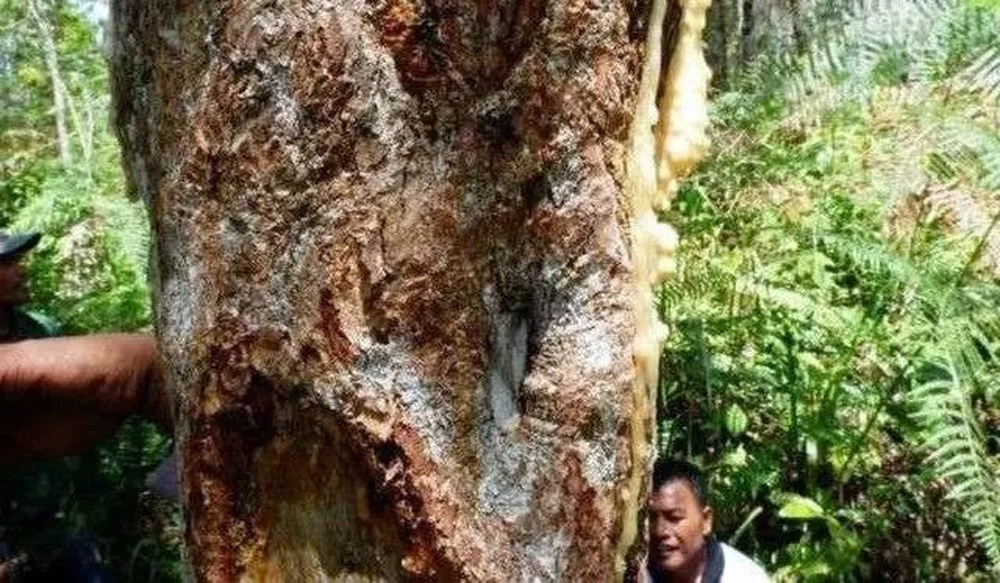 Tanaman kemenyan atau styrax benzoin.