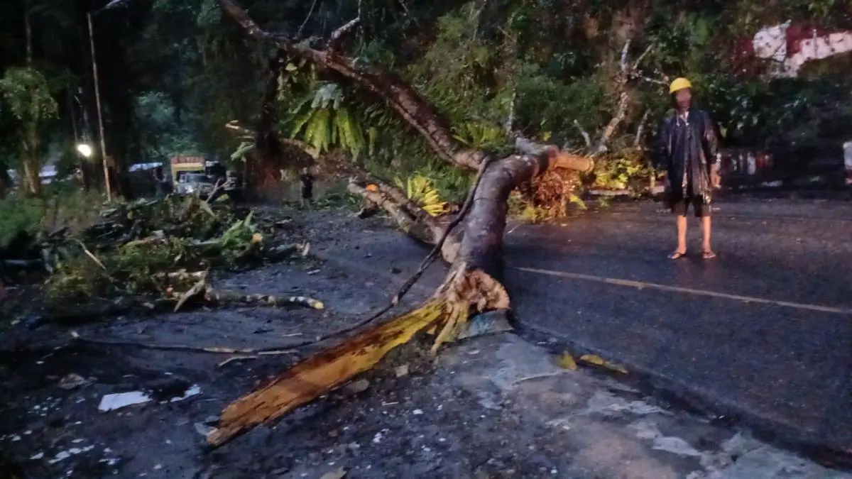 Sebuah pohon berukuran besar tumbang di Desa Pearaja, Kecamatan Tarutung, menutup total badan jalan Nasional Tarutung&ndash;Sibolga, Minggu sore (10/8/2025).