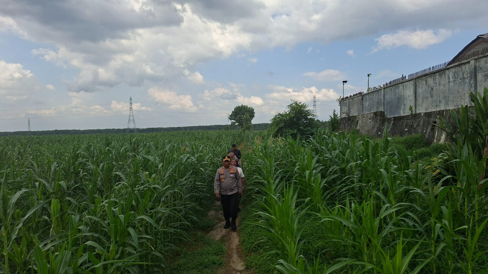 Lahan 40 Ha yang ditanami jagung.