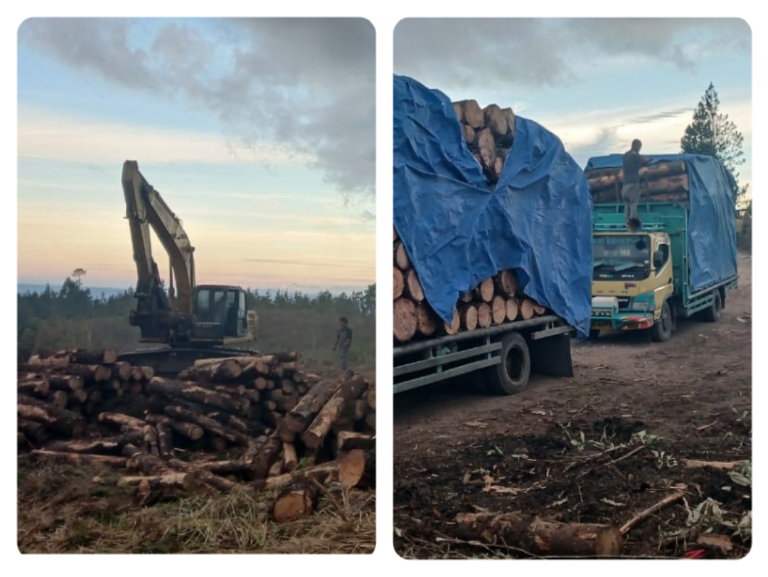 Truk pengangkut kayu pinus di Humbahas.