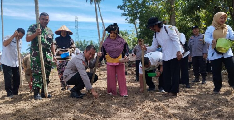 Kapolres Padangsidimpuan AKBP Wira Prayatna bersama Forkopimda menanam jagung perdana program ketahanan pangan di Desa Huta Koje, Rabu (27/8/2025).