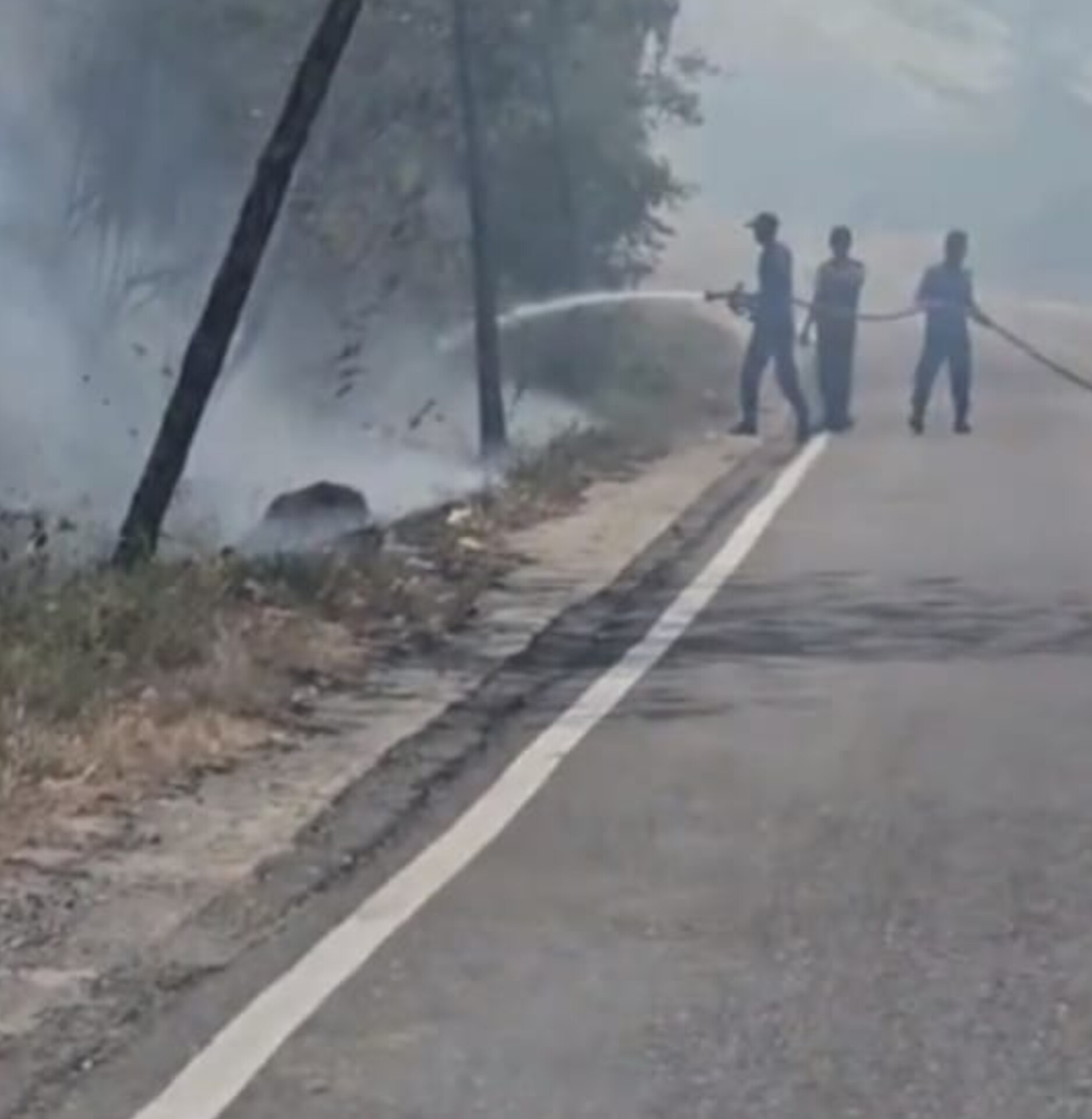 Api membakar kawasan Hutan Nabundong di Padanglawas Utara, Sumut. Asap tebal menutup jalan lintas hingga 7 kilometer.