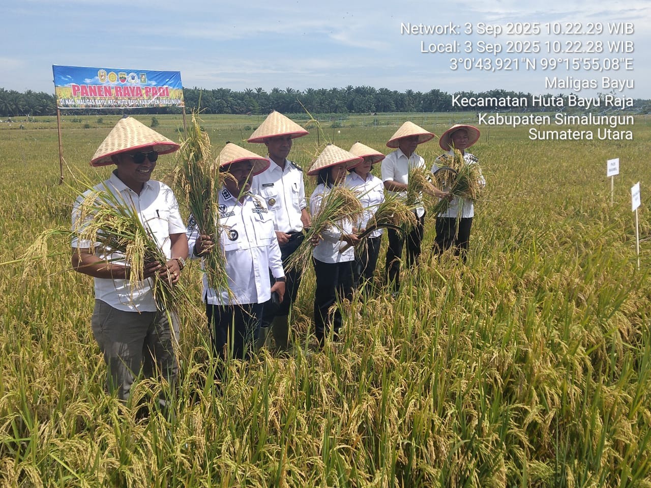 TNI-Polri bersinergi bersama petani dalam panen raya padi di Nagori Maligas Bayu, Simalungun.
