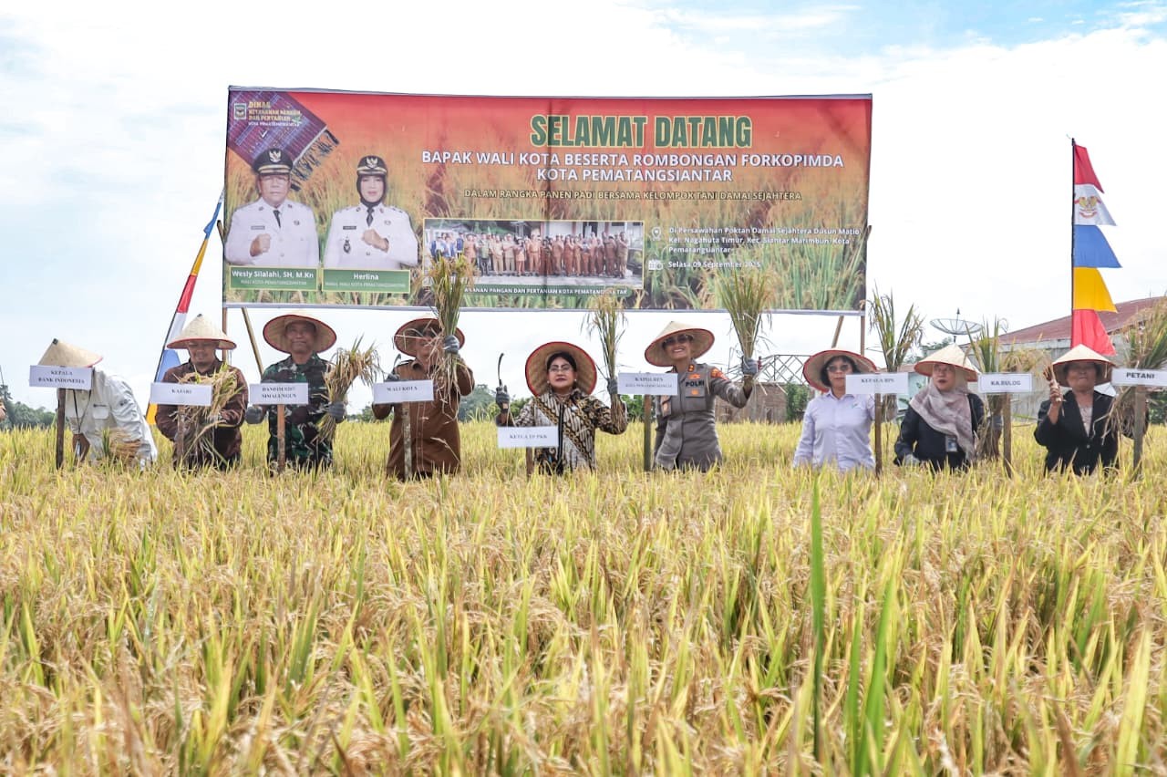 Pemko Pematangsiantar bersama kelompok tani panen padi 31 hektare di Dusun Matio, Selasa (9/9/2025).