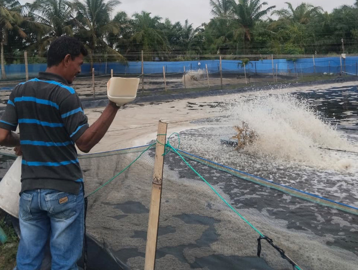 Dengan teknik sebar merata, pakan ditebarkan ke kolam. Pola makan udang jadi indikator kesehatan sekaligus kualitas air.