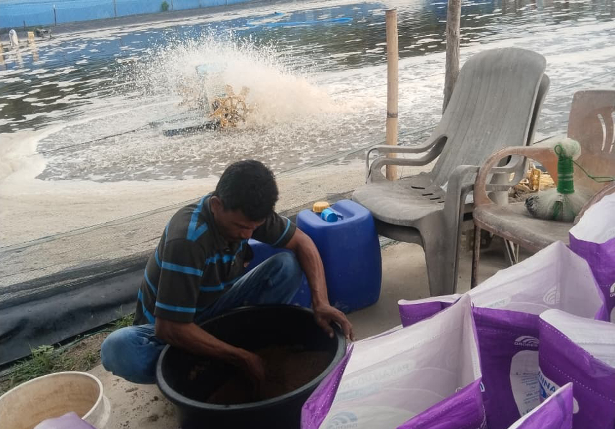 Pakan udang ditakar sesuai umur dan jumlah populasi benur agar pertumbuhan merata serta mencegah penumpukan sisa pakan.
