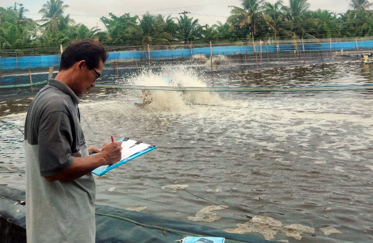 Teknisi yang dipekerjakan OK Irwansyah alias Andung memantau kondisi kolam udang vaname di Desa Lalang, Batubara. Kualitas air menjadi faktor utama penentu keberhasilan panen.