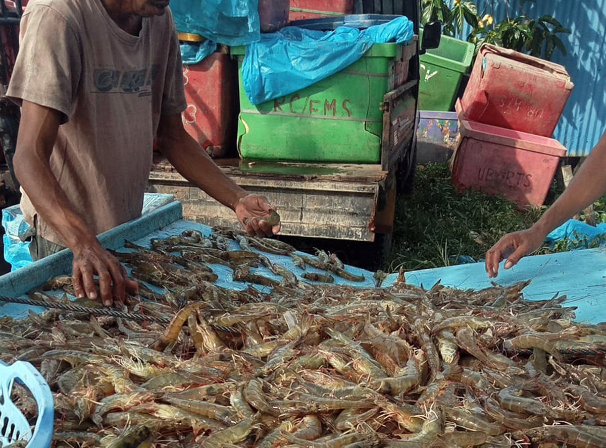 Hasil panen udang vaname disortir menurut ukuran. Udang besar untuk ekspor, sementara ukuran kecil dipasarkan di dalam negeri.