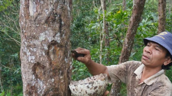 Petani di Desa Simardangiang, Kecamatan Pahae Julu, Tapanuli Utara, emanen kemenyan di hutan adat yang mereka kelola secara turun temurun.