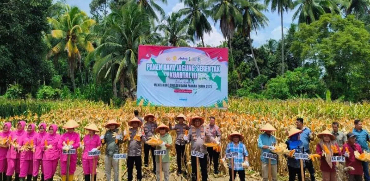 Panen jagung bersama Pemkab Madina, Polres, dan masyarakat di Desa Mompang Julu, Panyabungan Utara.