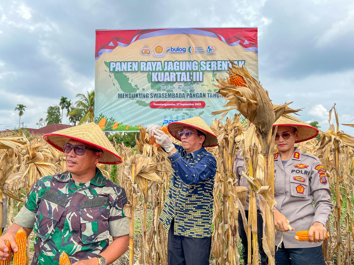 Kapolres Sah Udur Sitinjak bersama Forkopimda Pematangsiantar melakukan panen raya jagung serentak di Kecamatan Siantar Marimbun.