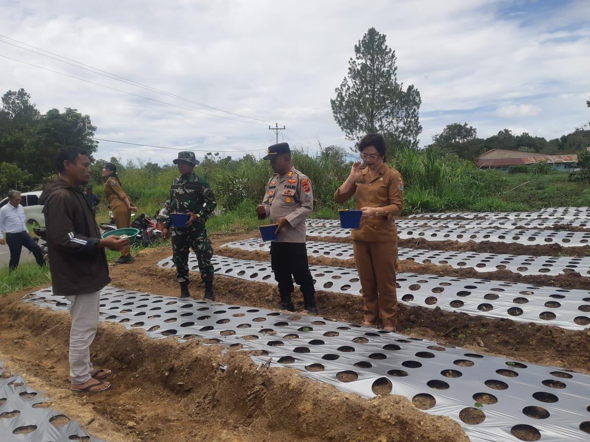 Wakil Bupati Humbahas Junita Rebeka Marbun menanam bawang putih bersama Kelompok Tani Berkarya di Desa Pargaulan, Kecamatan Lintongnihuta.