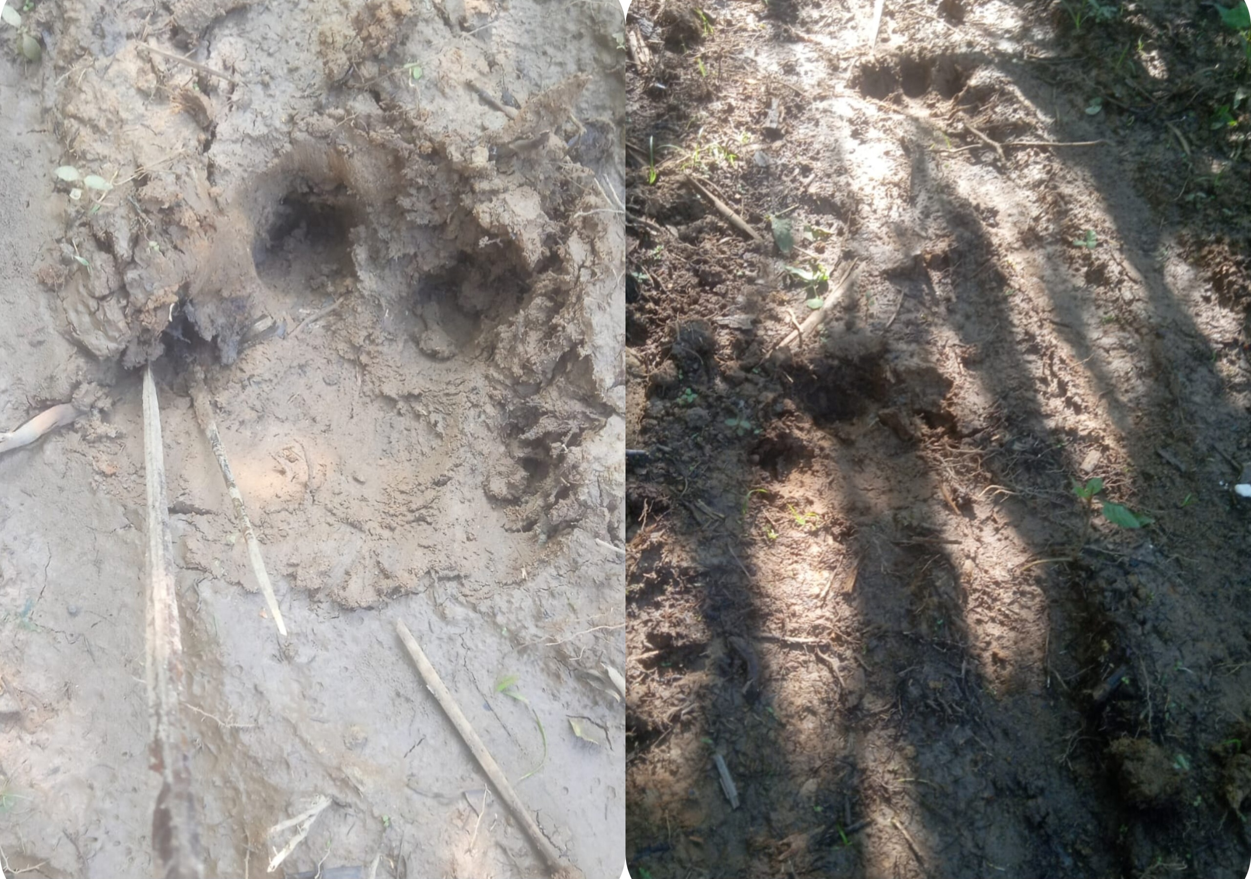 Jejak harimau yang ditemukan di perkebunan warga Desa Anggoli, Kecamatan Sibabangun, Tapteng.