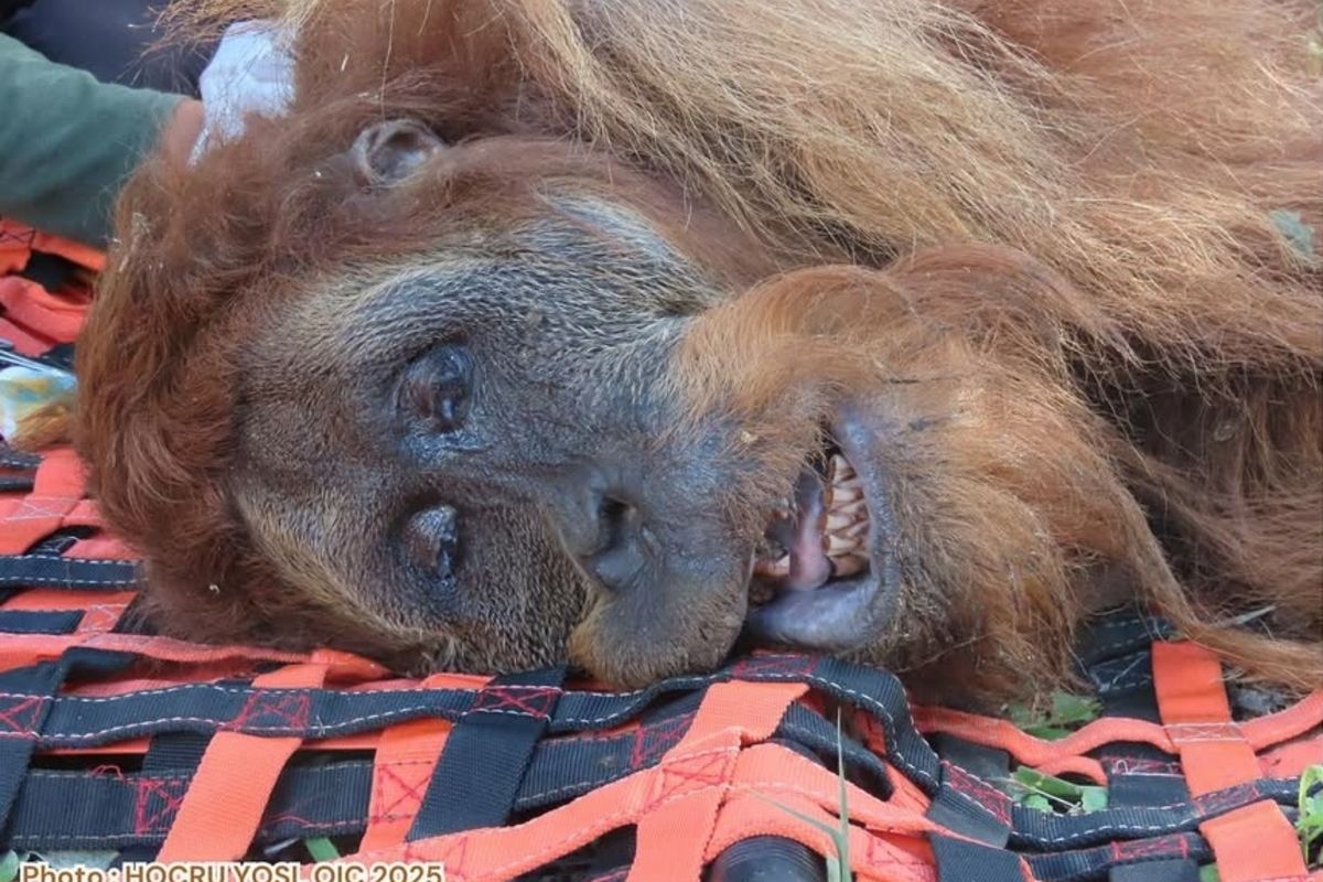Orangutan Tapanuli dievakuasi ke Pusat Rehabilitasi Sumatran Rescue Alliance di Desa Bukit Mas, Langkat, untuk perawatan intensif.