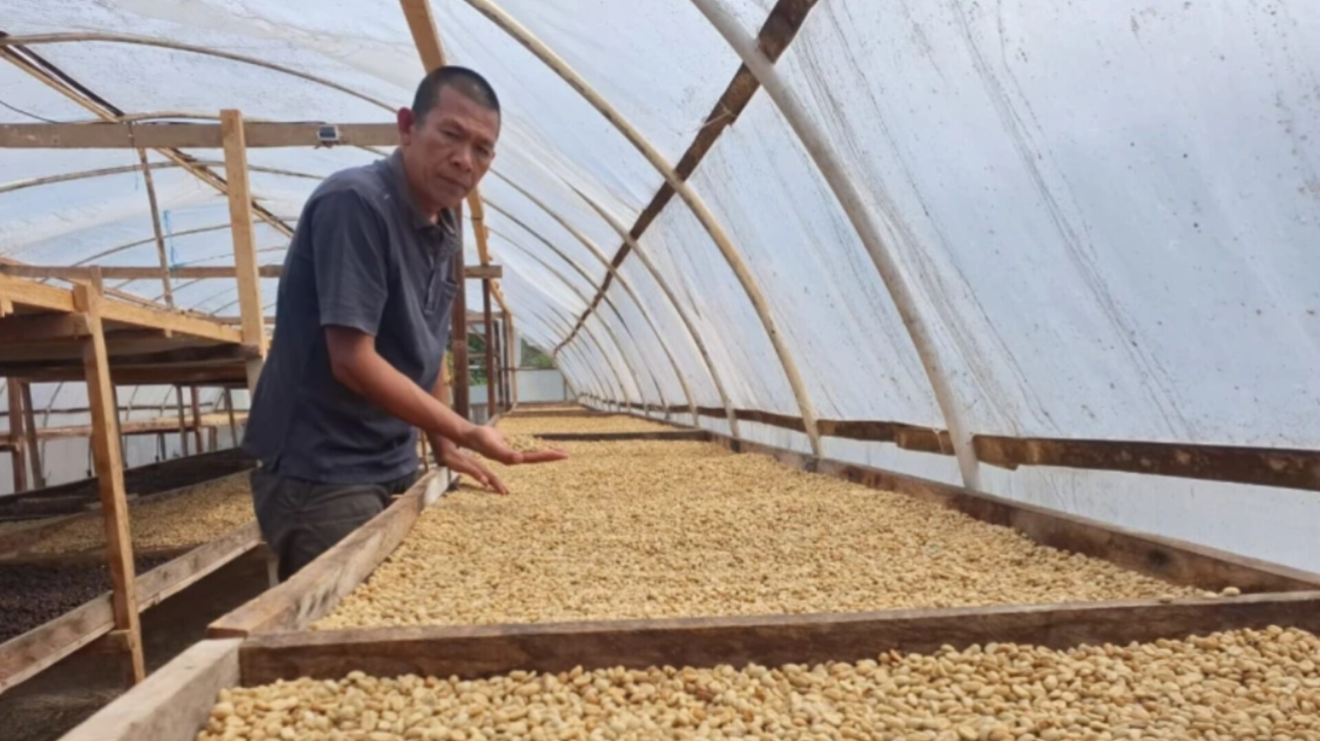 Petani menunjukkan biji kopi arabika Mandailing yang mencatat harga tertinggi Rp42.000 per kilogram di Mandailing Natal.