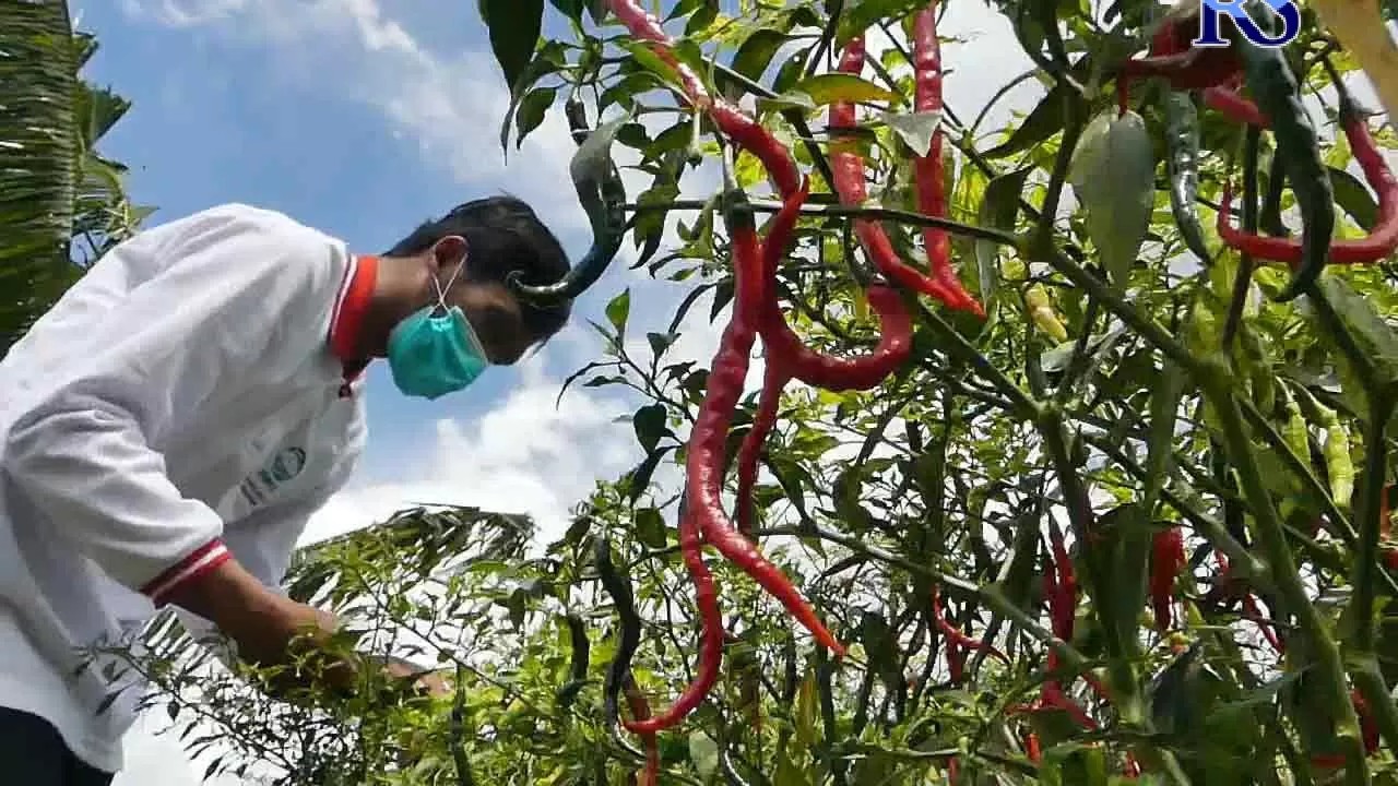 Petani cabai di Deli Serdang memanen lebih cepat akibat curah hujan tinggi yang menyebabkan lahan tergenang dan tanaman rentan busuk.