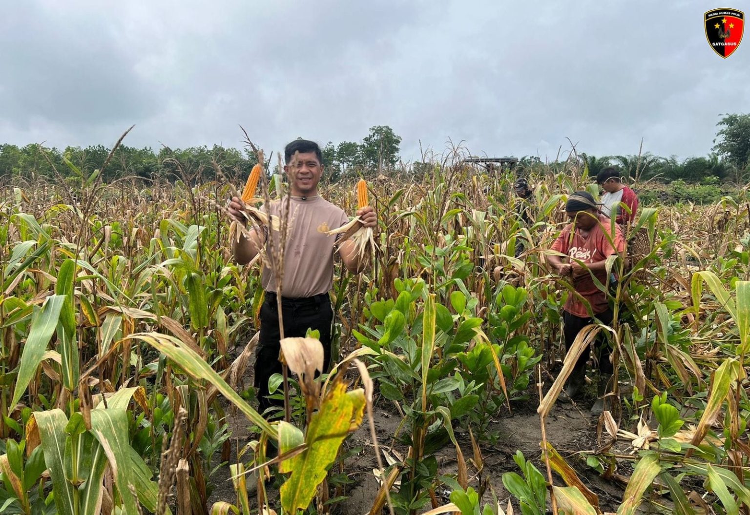 Kapolsek Toba Iptu Arnold R.M panen jagung bersama petani di Demplot 2 Desa Bagan Asam, Kecamatan Toba, Kabupaten Sanggau.