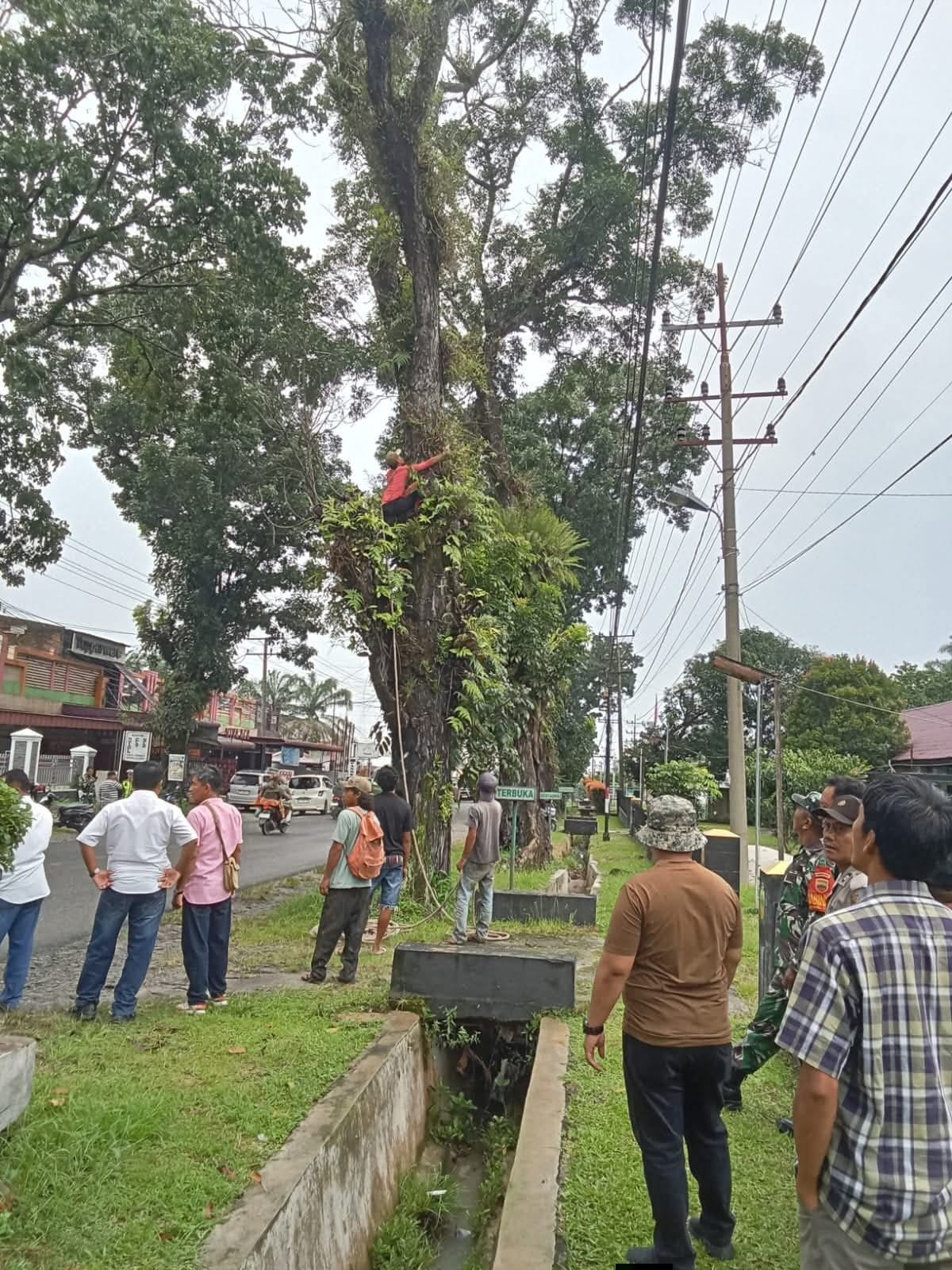 Penebangan dan perantingan pohon di Jalan Asahan Kecamatan Siantar.