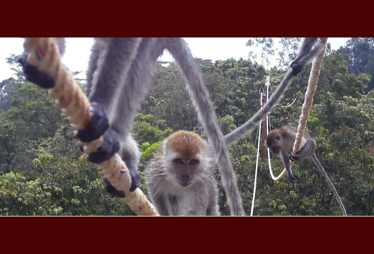 Lutung: Dua ekor lutung melintas di atas jembatan arboreal di kawasan Tambang Emas Martabe, Sumatera Utara. Jembatan ini menghubungkan dua sisi hutan yang terfragmentasi akibat tambang.