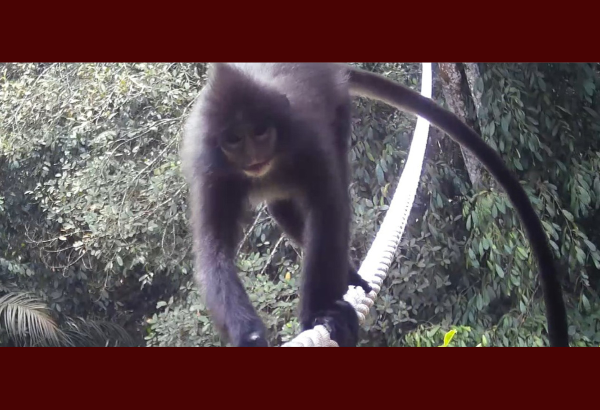 Seekor monyet hitam Sumatera menyeberang jembatan arboreal di hutan Batang Toru, Tapanuli Selatan. Infrastruktur ini meminimalkan risiko satwa turun ke tanah dan bertemu kendaraan tambang.