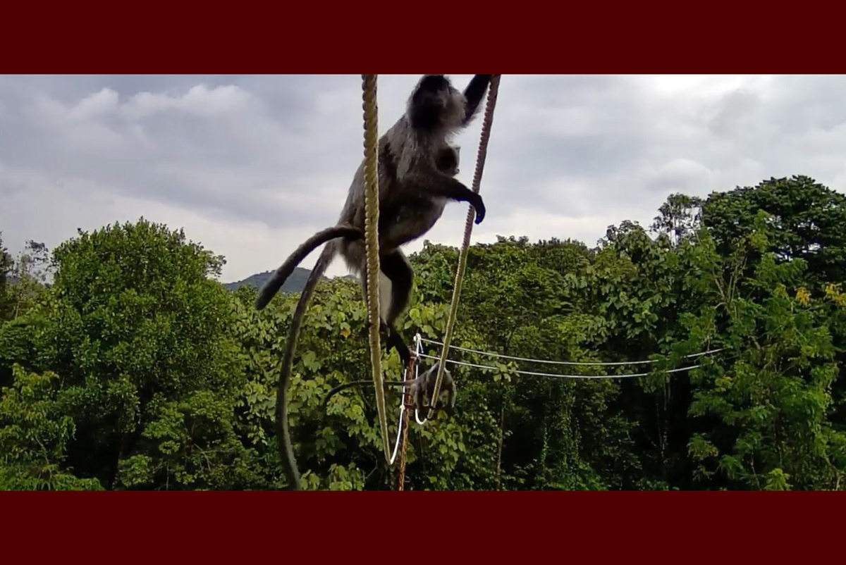Huliap: Seekor huliap terlihat meniti tali jembatan arboreal di Tambang Emas Martabe. Jembatan ini memberi akses aman bagi satwa arboreal untuk menjelajah habitat tanpa terganggu aktivitas manusia.